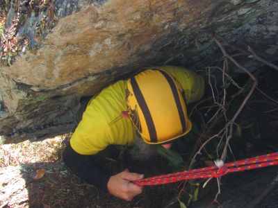 almost on top of the pine tree root 
