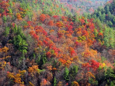Zoomed shot of some colors  seen deep in the gorge 
