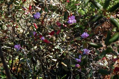 Rhododendron Minus (kinda rare to see this) 
