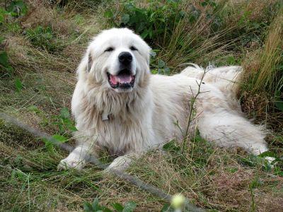 goat guard dog
taken 7-11-2010
