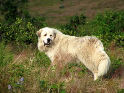 other goat guard dog
taken 7-11-2010
