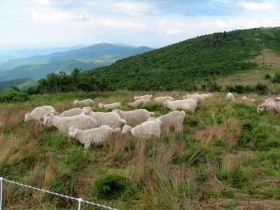 goats
taken 7-11-2010
