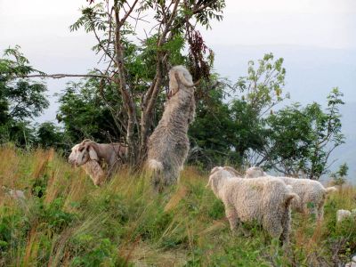 goats
taken 7-11-2010
