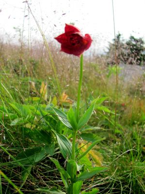 Grey's Lily
taken 7-11-2010
