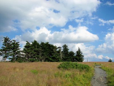 Jane Bald
taken 7-11-2010
