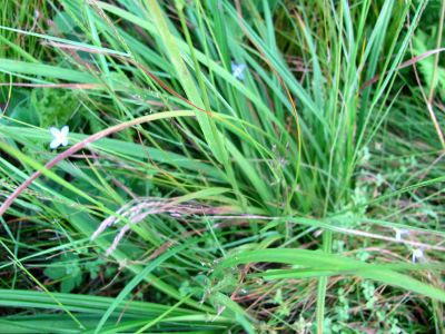 ???
taken 7-11-2010
