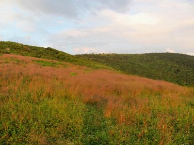 Roan balds
taken 7-11-2010
