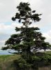 pine_tree.jpg