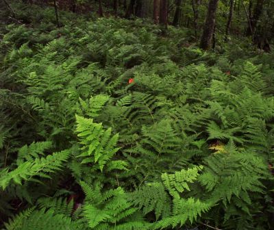 ferns_on_Unaka2_Mnt_8-09.jpg