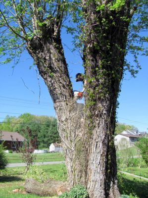 Tyler taking down more of the big Maple in our yard. 
