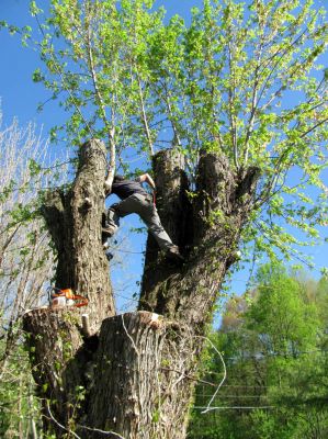 Tyler taking down more of the big Maple in our yard. 
