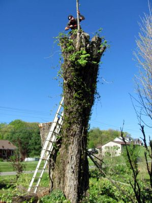 Tyler taking down more of the big Maple in our yard. 
