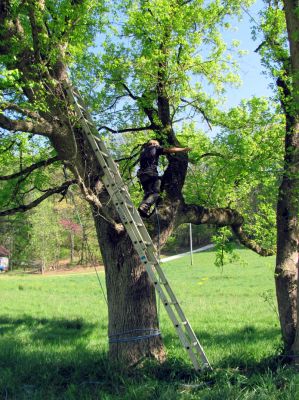 Tyler working on the neighbors tree. 
