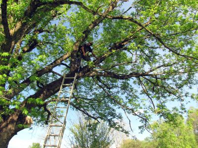 Tyler roping up for safety so he can cut some limbs from the neighbors tree. 

