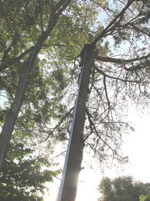 Tyler working to top the tree. 
