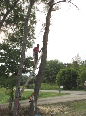 Tyler working his way down the tree. 
