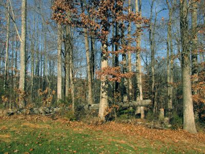 I dropped this 120 footer (Oak) at neighbors house. If not taken down it could have hit the house. (it got a blue fungus and died suddenly) 
