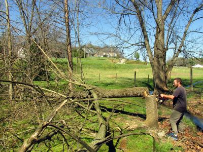 Tyler taking down trees around the property 
