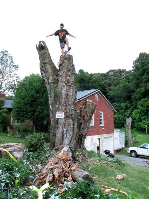 Tyler gnome poses atop of a large Maple tree we have been cutting in the yard. 
