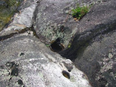 Northern Watersnake in a small pothole on the Chestnut Cove Branch Falls Taken 6-13-2012
