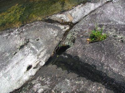 Northern Watersnake in a small pothole on the Chestnut Cove Branch Falls Taken 6-13-2012
