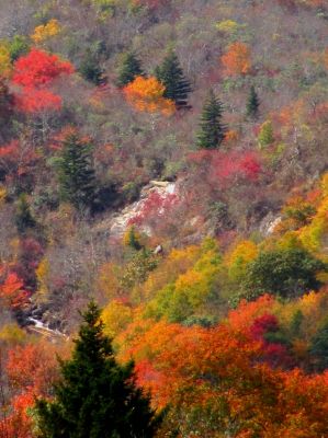 Zoomed view of the Upper Falls in distance from the Graveyard Fields meadows Taken 10-15-2013
