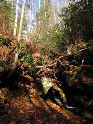 Lower Long Branch Falls #1
11-13-2010
