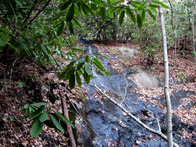 Upper Long Branch Falls
11-13-2010
