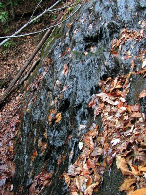 Upper Long Branch Falls
11-13-2010
