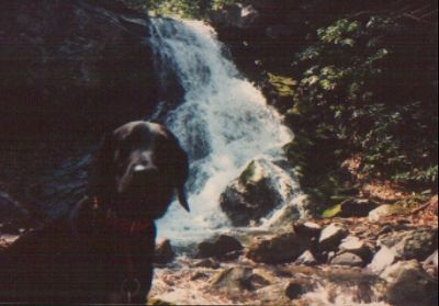 Squibb Creek Falls
My beloved Schwartz Hund at Squibb Creek Falls taken in early 90`s. RIP buddy. 
