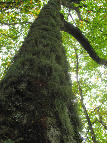 tree