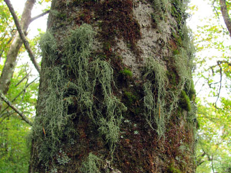 moss