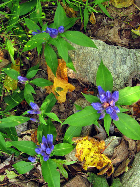 wildflowers