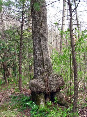 Huge gnarley tree on ridge north of the gap 
