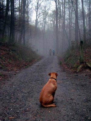 The dog concerned over two that left the gap,, (they were just down at the privy  lol) 
