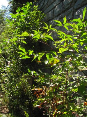 Tanawha Trail overgrown just below the Blue Ridge Parkway
