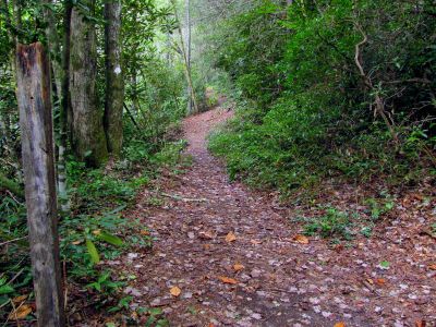 Trail going up Lost Cove Creek 
