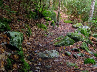 Trail beside Lost Cove Creek 
