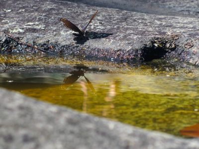 Butterflies enjoying the potholes at Huntfish Falls
