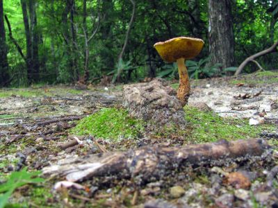 Fungus growing at trail head for N. Harper Creek
