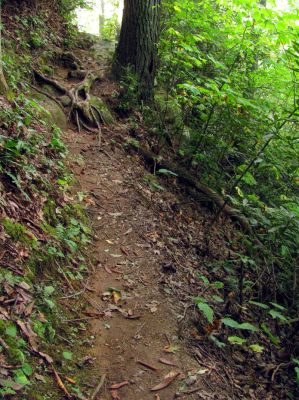 Trail leading up to top of Harper Falls
