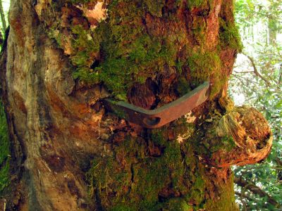 old piece of rusty metal found grown into a tree along the Raider Camp Creek Trail

