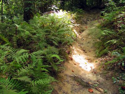 Trail through the Raider Camp Creek Hollow

