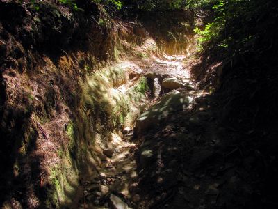 Trail through the Raider Camp Creek Hollow
