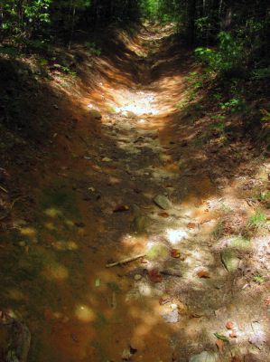 Trail through the Raider Camp Creek Hollow
