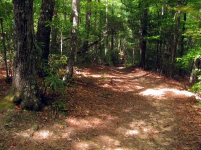 Trail leading over to Chestnut Mountain
