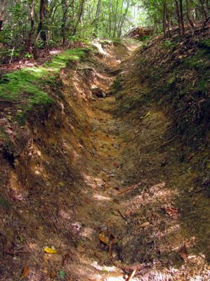 Trail leading over to Chestnut Mountain
