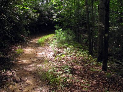Trail leading over to Chestnut Mountain

