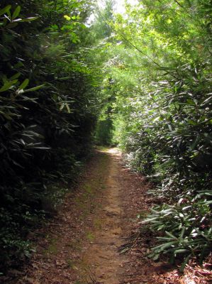 Trail on Chestnut Mountain
