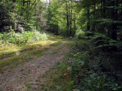 Trail on Chestnut Mountain
